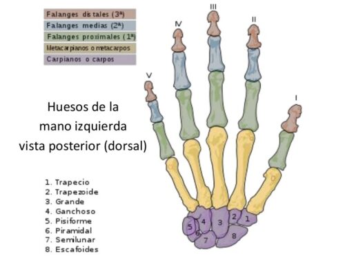 Huesos de la mano izquierda vista posterior dorsal * ART LAB