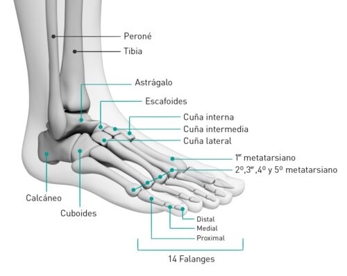 Huesos del pie * MG LAB