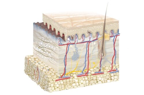 Piel Humana * Pag.1. Anatomía